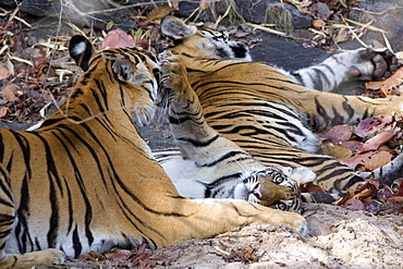 Bengal tigers, Panthera tigris tigris, Bandhavgarh National Park, Madhya Pradesh, India, Asia