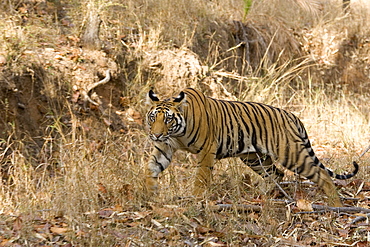 Bengal tiger, Panthera tigris tigris, Bandhavgarh National Park, Madhya Pradesh, India, Asia