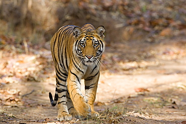 Bengal tiger (Panthera tigris tigris), Bandhavgarh, Madhya Pradesh, India