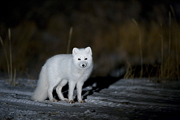 Arctic fox, Alopex lagopus, Churchill, Manitoba, Canada, North America