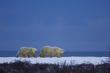 Polar bear with a cub, Ursus maritimus, Churchill, Manitoba, Canada, North America