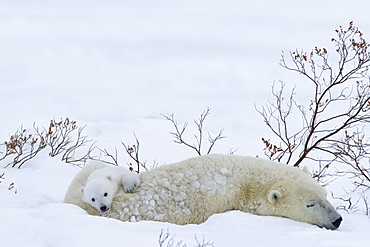 Polar Bear with cubs, (Ursus maritimus), Churchill, Manitoba, Canada