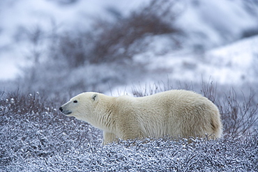 Polar bear, Ursus maritimus, Churchill, Manitoba, Canada, North America