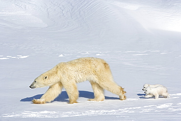 Polar bear (Ursus maritimus) mother with twin cubs, Wapusk National Park, Churchill, Hudson Bay, Manitoba, Canada, North America