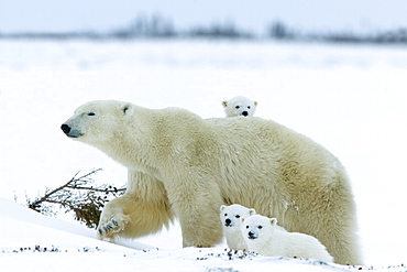 Polar bear (Ursus maritimus) mother with triplets, Wapusk National Park, Churchill, Hudson Bay, Manitoba, Canada, North America