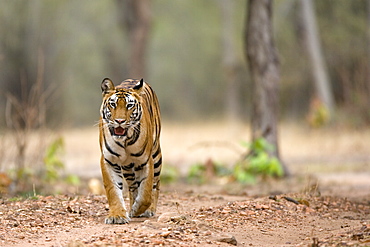 Female Indian tiger (Bengal tiger) (Panthera tigris tigris), Bandhavgarh National Park, Madhya Pradesh state, India, Asia