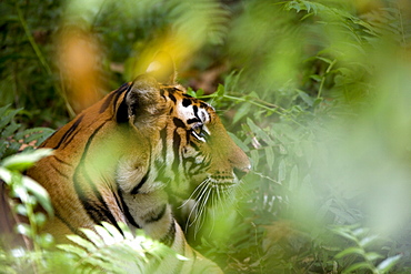 Female Indian tiger (Bengal tiger) (Panthera tigris tigris), Bandhavgarh National Park, Madhya Pradesh state, India, Asia