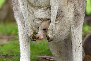 Eastern grey kangaroo (Macropus giganteus) with a Joey, Great Ocean Road, Victoria, Australia, Pacific