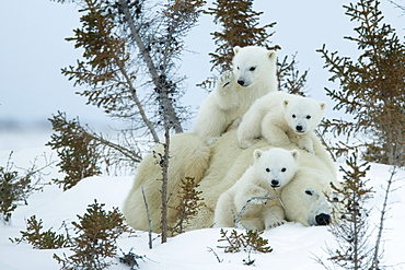 Polar bear (Ursus maritimus) mother with triplets, Wapusk National Park, Churchill, Hudson Bay, Manitoba, Canada, North America