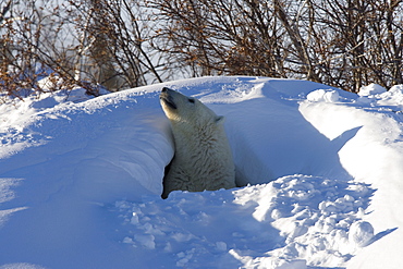 Polar Bear, (Ursus maritimus), Churchill, Manitoba, Canada