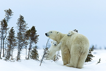 Polar bear (Ursus maritimus) mother with twin cubs, Wapusk National Park, Churchill, Hudson Bay, Manitoba, Canada, North America