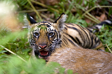 Indian tiger (Bengal tiger) (Panthera tigris tigris), cub at the samba deer kill, Bandhavgarh National Park, Madhya Pradesh state, India, Asia