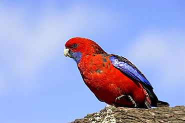 Crimson rosella (Platycercus elegans), Wilson's Promontory National Park, Victoria, Australia, Pacific