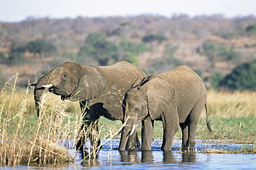 African elephant (Loxodonta africana), Chobe River, Chobe National Park, Botswana, Africa