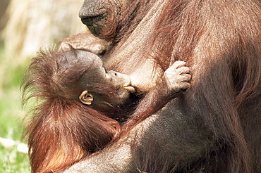 Orang-utan (Pongo pygmaeus), mother and young, in captivity, Apenheul Zoo, Netherlands (Holland), Europe