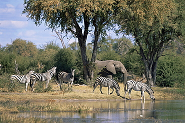 Elephant and zebras at the Khwai river, Moremi Wildlife Reserve, Botswana, Africa