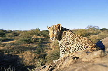 Leopard (Panthera pardus), Erongo region, Namibia, Africa