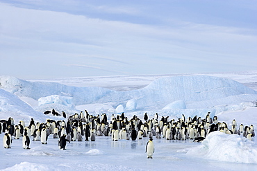 Emperor penguin colony (Aptenodytes forsteri), Snow Hill Island, Weddell Sea, Antarctica, Polar Regions 