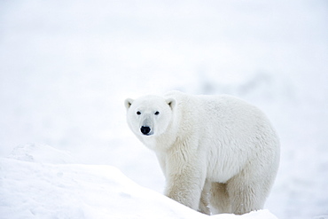 Polar bear (Ursus maritimus), Hudson Bay, Churchill, Manitoba, Canada, North America