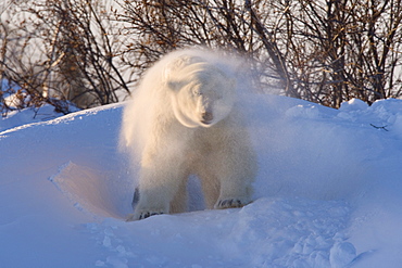 Polar Bear, (Ursus maritimus), Churchill, Manitoba, Canada