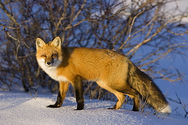 Redfox (Vulpes vulpes), Churchill, Hudson Bay, Manitoba, Canada, North America