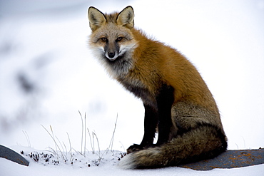 Redfox (Vulpes vulpes), Churchill, Hudson Bay, Manitoba, Canada, North America