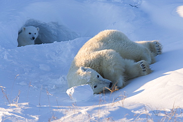 Polar Bear with cubs, (Ursus maritimus), Churchill, Manitoba, Canada