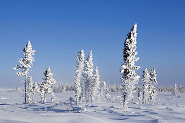 Winter Scenery, Churchill, Manitoba, Canada