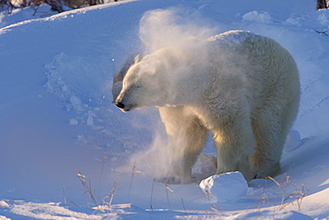 Polar Bear , (Ursus maritimus), Churchill, Manitoba, Canada