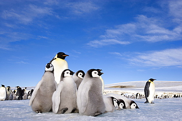Emperor penguin (Aptenodytes forsteri) and chicks, Snow Hill Island, Weddell Sea, Antarctica, Polar Regions