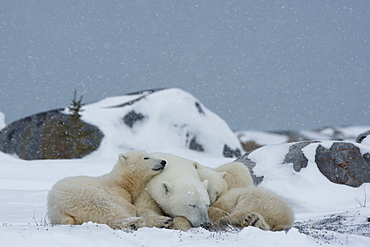 Polar bears (Ursus maritimus), Churchill, Hudson Bay, Manitoba, Canada, North America