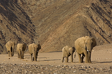 Herd of desert-dwelling elephant (Loxodonta africana africana), Namibia, Africa