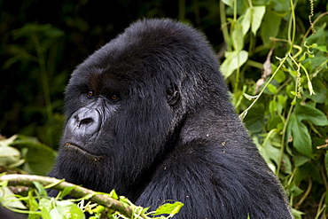 Mountain Gorilla (Gorilla gorilla beringei) silverback, Kongo, Rwanda, Africa