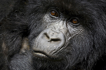 Mountain gorilla (Gorilla gorilla beringei), Kongo, Rwanda, Africa