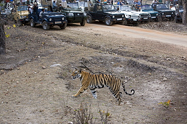 Indian tiger (Bengal tiger) (Panthera tigris tigris), Bandhavgarh National Park, Madhya Pradesh state, India, Asia