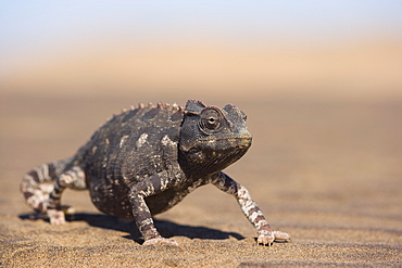 Namaqua chameleon (Chamaeleo namaquensis), Namib Desert, Namibia, Africa