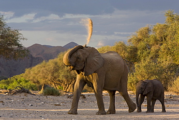 Desert-dwelling elephants (Loxodonta africana africana) showering dust, Namibia, Africa