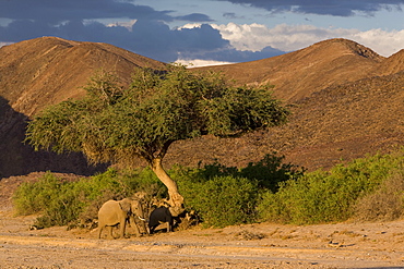 Desert-dwelling elephants (Loxodonta africana africana) in dry river bed, Namibia, Africa