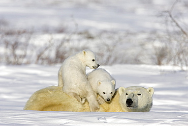 Polar Bear with cubs, (Ursus maritimus), Churchill, Manitoba, Canada