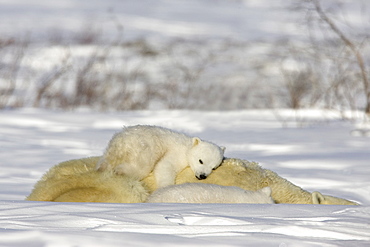 Polar Bear with cubs, (Ursus maritimus), Churchill, Manitoba, Canada