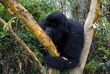 Mountain gorilla (Gorilla gorilla beringei), Rwanda (Congo border), Africa