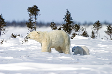 Polar Bear with a cub, (Ursus maritimus), Churchill, Manitoba, Canada