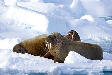 Walrus (Odobenus rosmarus), on pack ice, Spitsbergen, Svalbard, Norway, Scandinavia, Europe