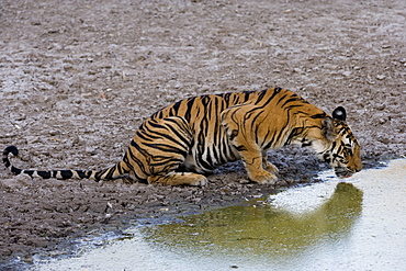 Indian Tiger (Bengal tiger) (Panthera tigris tigris) yawning, Bandhavgarh National Park, Madhya Pradesh state, India, Asia