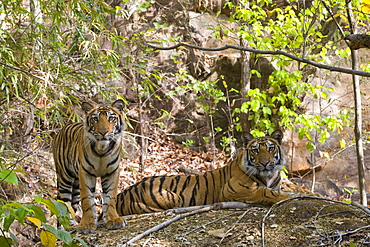 Indian Tiger (Bengal tiger) (Panthera tigris tigris) yawning, Bandhavgarh National Park, Madhya Pradesh state, India, Asia