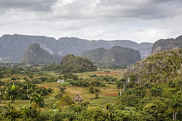 Mogotes in the Vinales Valley, UNESCO World Heritage Site, Pinar del Rio, Cuba, West Indies, Caribbean, Central America