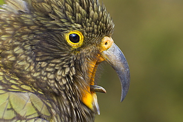 Kea, Arthur's Pass, South Island, New Zealand, Pacific