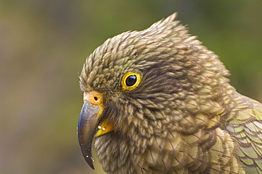 Kea, Arthur's Pass, South Island, New Zealand, Pacific