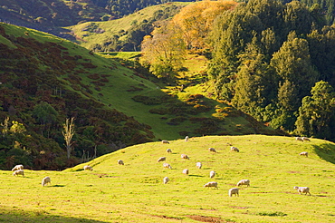 Mudstone Hill Farmland, King Country, North Island, New Zealand, Pacific