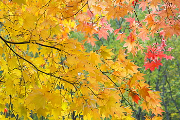 Maple tree, Daisetsuzan National Park, Hokkaido, Japan, Asia